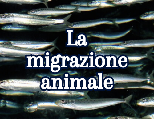 La migrazione animale